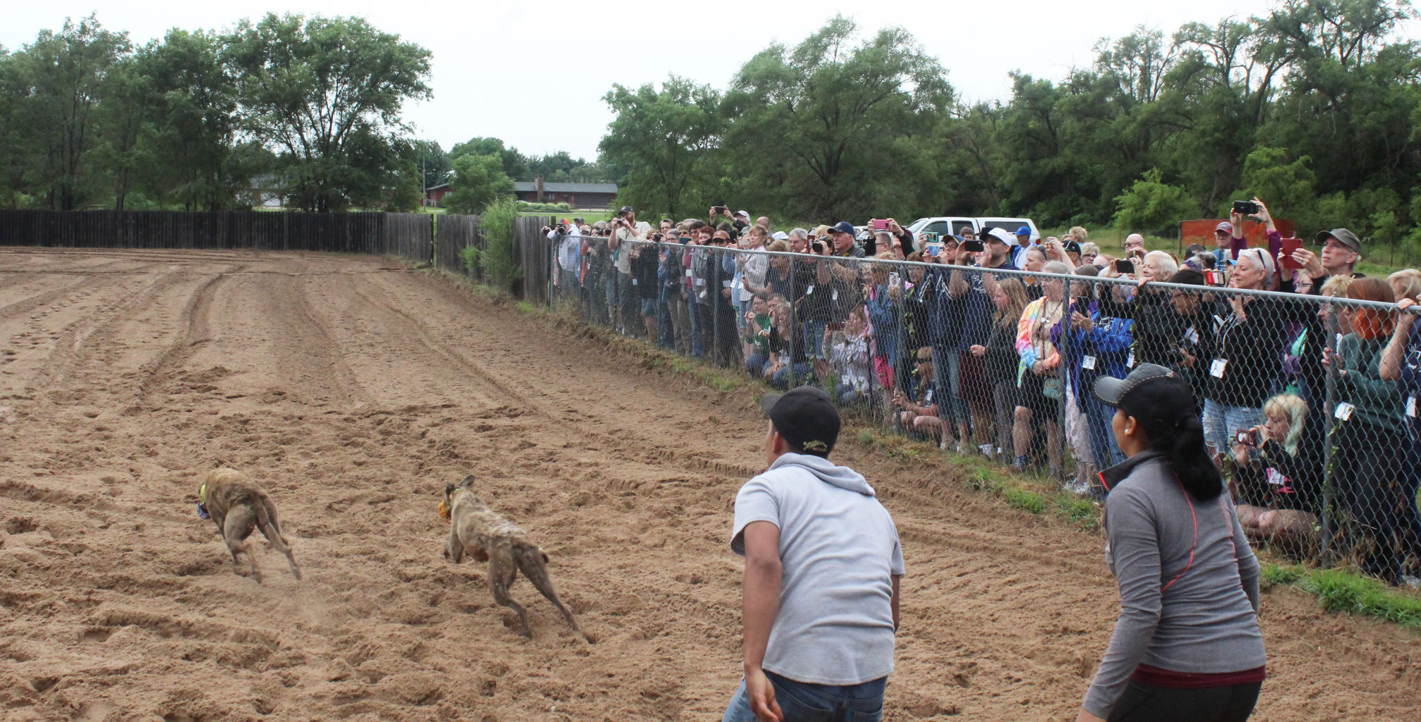 Greyhound training